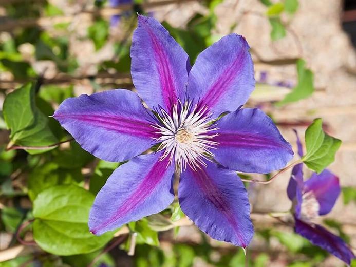 Clematis 'Anna Louise', Large-Flowered Clematis 'Anna Louise', Clematis 'Evithree', group 2 clematis, Pink clematis, Clematis Vine, Clematis Plant, Flower Vines, Clematis Flower, Clematis Pruning,